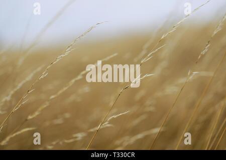 Weizen im wind Stockfoto
