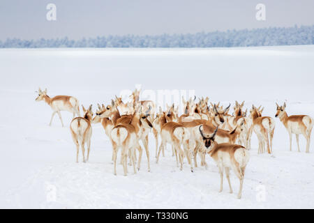 Wild Colorado Pronghorn Herde Stockfoto