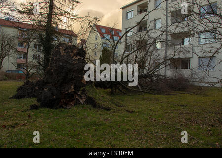 Entwurzelte Baum fiel auf ein Haus nach einem schweren Sturm mit dem Namen Eberhard, München Stockfoto
