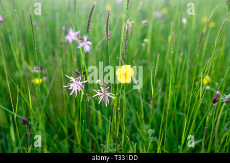 Ragged Robin und buttercup Wildblumen an Hannah's Wiese in der Grafschaft Durham. g Stockfoto