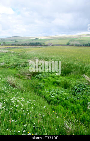 Die traditionelle landwirtschaftliche Landschaft von Hannah's Wiese Naturschutzgebiet, Teil des Durham Wildlife Trust in Teesdale, County Durham. Stockfoto