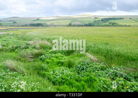 Die traditionelle landwirtschaftliche Landschaft von Hannah's Wiese Naturschutzgebiet, Teil des Durham Wildlife Trust in Teesdale, County Durham. Stockfoto