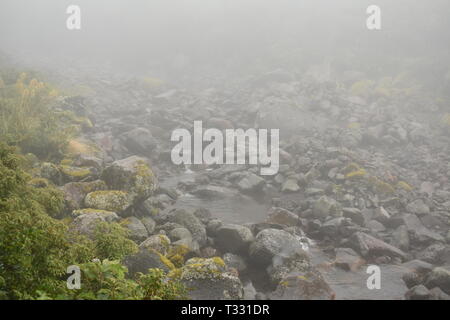 Dicken Nebel auf der Wilkies Pools Spaziergang in Egmont National Park, New Plymouth Stockfoto