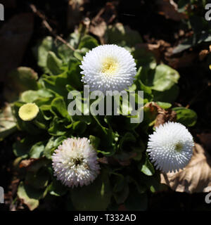 Weiße Chrysantheme Blumen in einer Nahaufnahme Bild an einem sonnigen Frühlingstag in Nyon, Schweiz übernommen. Auf diesem Foto sehen Sie drei Chrysantheme Blumen Stockfoto