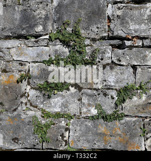 Grau und Braun mittelalterliche Stil Kachel Wand mit schönen frischen Efeu Pflanzen wachsen. Schönen Hintergrund Textur mit rustikalen Vibes. Stockfoto