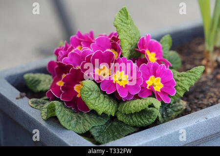 Schönes helles Rosa Blüten mit gelben Zentren und einige grüne Blätter. In Nyon, Schweiz fotografiert. Neutralen farbigen Hintergrund. Closeup Foto. Stockfoto