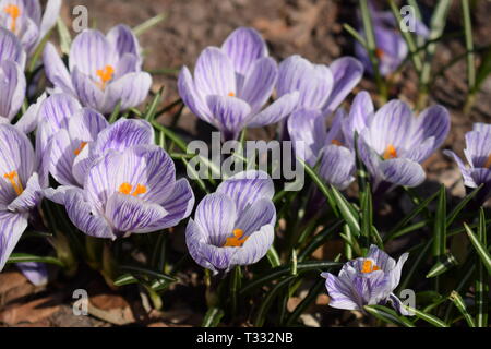 Close-up blühende Krokusse auf einer Wiese an einem sonnigen Frühlingstag. Stockfoto