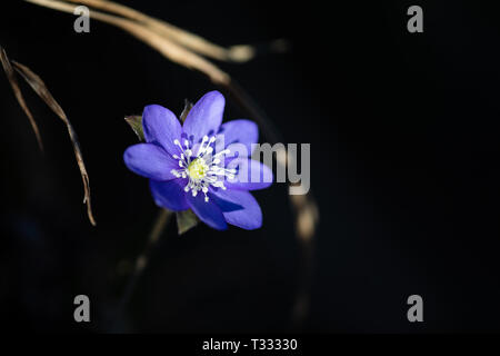 Liverleaf einer der ersten Frühlingsboten Stockfoto