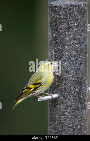 Siskin, Carduelis spinus, einzigen erwachsenen männlichen Fütterung auf niger Einzug. März berücksichtigt. Arundel, West Sussex, UK. Stockfoto