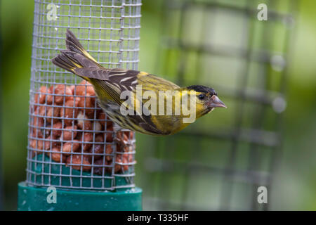 Siskin, Carduelis spinus, einzigen männlichen Erwachsenen auf Erdnuss Einzug. Aviemore, Schottland, Großbritannien. Stockfoto