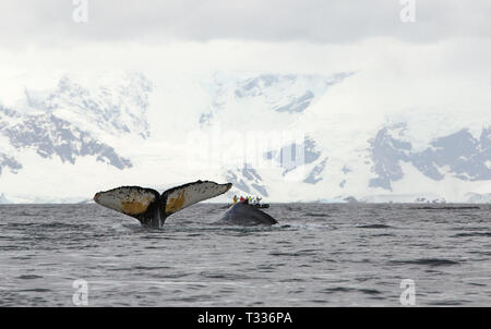 Buckelwal, Megaptera novaeangliae, Fütterung in der Nähe von Anvord Insel, Graham Land, Antarktischen Halbinsel mit Touristen auf ZODIACS von einer Expedition crui Stockfoto