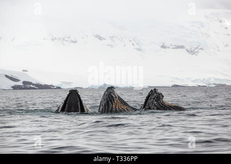 Buckelwal, Megaptera novaeangliae, Fütterung in der Nähe von Anvord Insel, Graham Land, Antarktische Halbinsel. Stockfoto