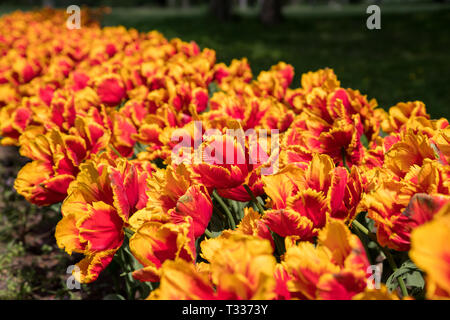 Rote Gelbe Tulpen im Park Stockfoto