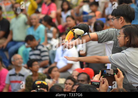 Toucan durch begeistert Touristen in Jurong Vogel Park, Singapur zugeführt wird Stockfoto