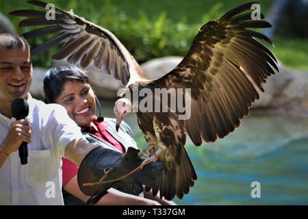 Vogel Show in Jurong Bird Park Singapur Stockfoto