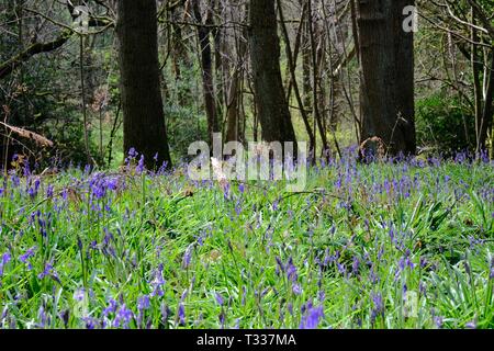 Skipton, Großbritannien. 6. April 2019. UK Wetter. Die Frühlingssonne die Glockenblumen im Ilkley von Middleton Woods. Die beste Zeit für Bluebells ist Norm Stockfoto