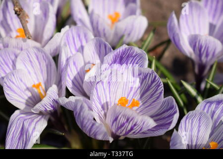 Close-up blühende Krokusse auf einer Wiese an einem sonnigen Frühlingstag. Stockfoto
