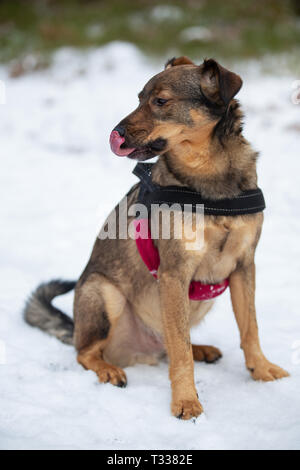 Porträt einer Kreuzung Hund im Winter Forest Stockfoto