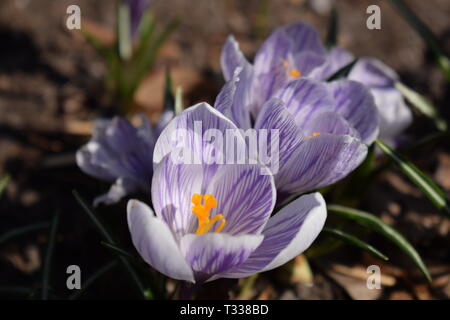 Close-up blühende Krokusse auf einer Wiese an einem sonnigen Frühlingstag. Stockfoto