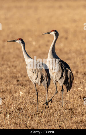 Kanadakraniche (Antigone canadensis) im Valle del Oro National Wildlife Reserve in Albuquerque, New Mexico Stockfoto