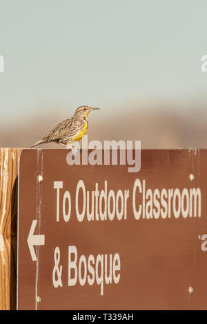 Western meadowlark (Sturnella neglecta) Sitzstangen auf Zeichen im Valle del Oro National Wildlife Refuge in Albuquerque, New Mexico, USA Stockfoto