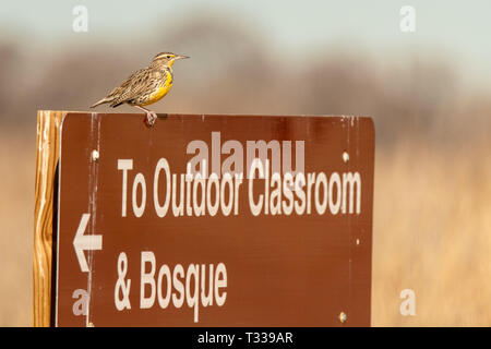 Western meadowlark (Sturnella neglecta) Sitzstangen auf Zeichen im Valle del Oro National Wildlife Refuge in Albuquerque, New Mexico, USA Stockfoto