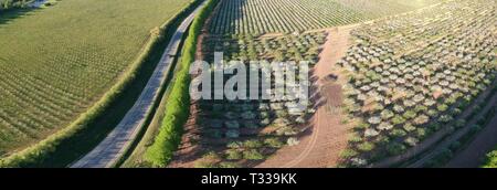 Asphalt Land straße und blühende großen Apfelbaum orchard Panorama, Luftaufnahme Stockfoto