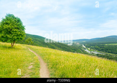 Grüner Sommer Wiese mit einsamer Baum Stockfoto