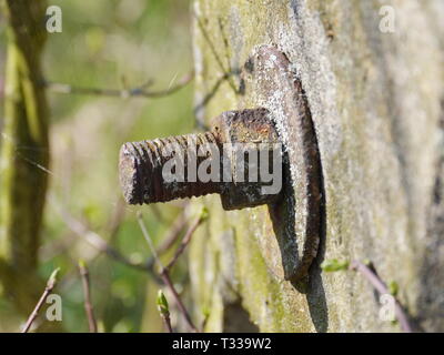 Rostige Schraube mit Innengewinde auf einer hölzernen Bau Stockfoto