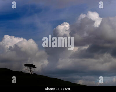 Lone Pine Tree und Moody sky Jurassic Coast in Dorset Südengland Stockfoto