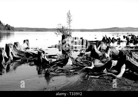 Bevor der Behälter gefüllt wurde, die Bäume am Ufer des Flusses Moldau wurden geschnitten und deren Stümpfe jetzt werden sichtbar, wenn es wenig Wasser. Stockfoto