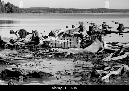 Bevor der Behälter gefüllt wurde, die Bäume am Ufer des Flusses Moldau wurden geschnitten und deren Stümpfe jetzt werden sichtbar, wenn es wenig Wasser. Stockfoto