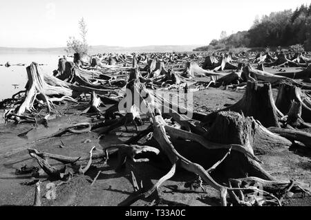 Bevor der Behälter gefüllt wurde, die Bäume am Ufer des Flusses Moldau wurden geschnitten und deren Stümpfe jetzt werden sichtbar, wenn es wenig Wasser. Stockfoto