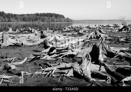 Bevor der Behälter gefüllt wurde, die Bäume am Ufer des Flusses Moldau wurden geschnitten und deren Stümpfe jetzt werden sichtbar, wenn es wenig Wasser. Stockfoto