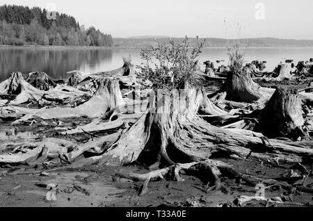 Bevor der Behälter gefüllt wurde, die Bäume am Ufer des Flusses Moldau wurden geschnitten und deren Stümpfe jetzt werden sichtbar, wenn es wenig Wasser. Stockfoto