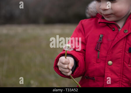 Kleine Jungen im roten Mantel spielen mit Löwenzahn Samen Kopf Stockfoto