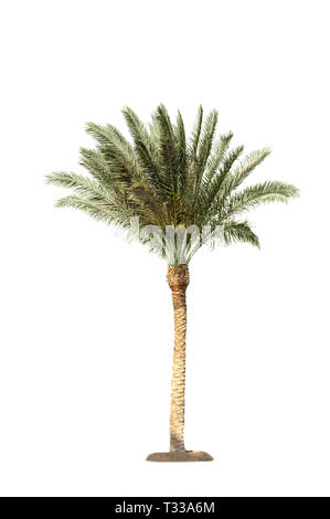 Foto von natürlichen Datum Palme auf weißem Hintergrund Stockfoto