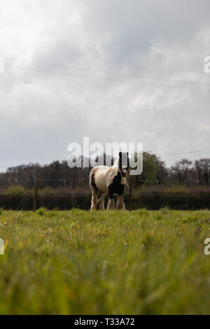 Schwarze und weiße Pferd in einem grünen hinter Stacheldraht zaun abgelegt Stockfoto