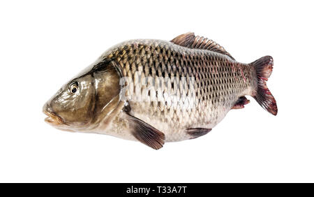 Frische karpfen fisch auf weißem Hintergrund Stockfoto