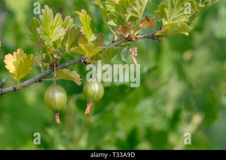 Blick auf frische grüne Stachelbeeren auf einem Zweig von stachelbeeren Busch im Garten Stockfoto