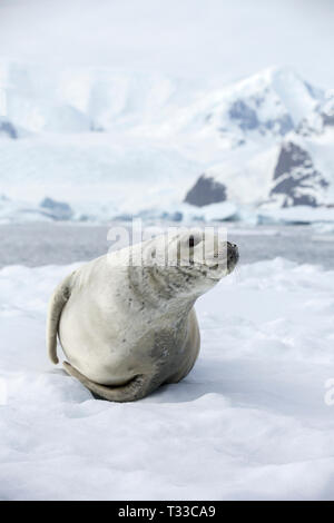 Krabbenesser, Lobodon carcinophagus in der Lemaire Kanal, Graham Land, Antarktische Halbinsel. Stockfoto