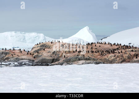 Gentoo Penguins auf pleno Insel in der Lemaire Kanal, Graham Land, Antarktis. Stockfoto