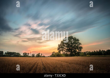 Geerntet Gold Weizenfeld Panorama mit Baum bei Sonnenuntergang, ländliche Landschaft Stockfoto