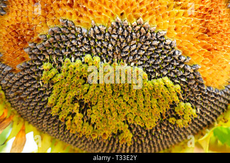 In der Nähe von Schwarzen Mammut Sonnenblumenkerne Stockfoto