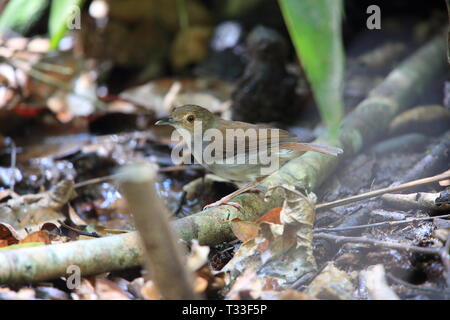 White-chested Schwätzer (Trichastoma rostratum) in Malaysia Stockfoto