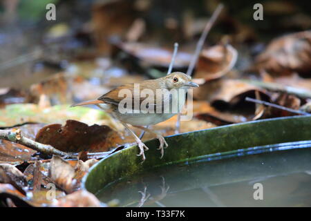 White-chested Schwätzer (Trichastoma rostratum) in Malaysia Stockfoto