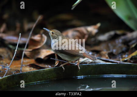 White-chested Schwätzer (Trichastoma rostratum) in Malaysia Stockfoto