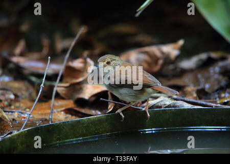 White-chested Schwätzer (Trichastoma rostratum) in Malaysia Stockfoto