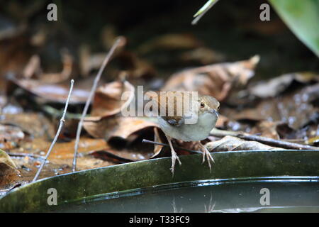 White-chested Schwätzer (Trichastoma rostratum) in Malaysia Stockfoto