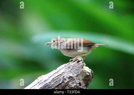 White-chested Schwätzer (Trichastoma rostratum) in Malaysia Stockfoto